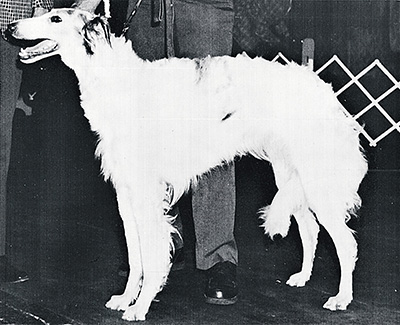 Top Obedience Borzoi 1978